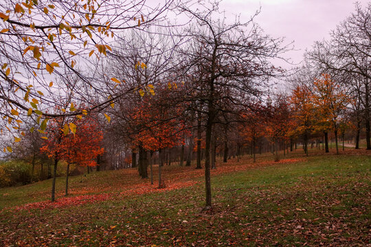 Autumn Orchard in Prague Park