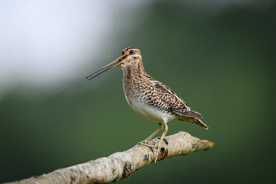 Common snipe (Gallinago gallinago)