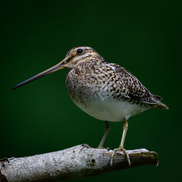 Common snipe (Gallinago gallinago)