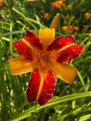 orange lily in the garden © Natalie