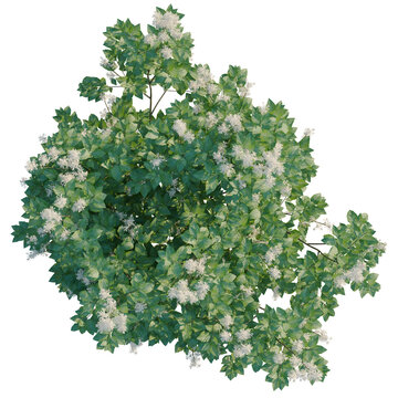 Ceanothus americanus tree plan, top view, cutout, transparent background, isolate, Viburnum opulus 'Roseum' shrub with flowers, detailed botanical illustration for design