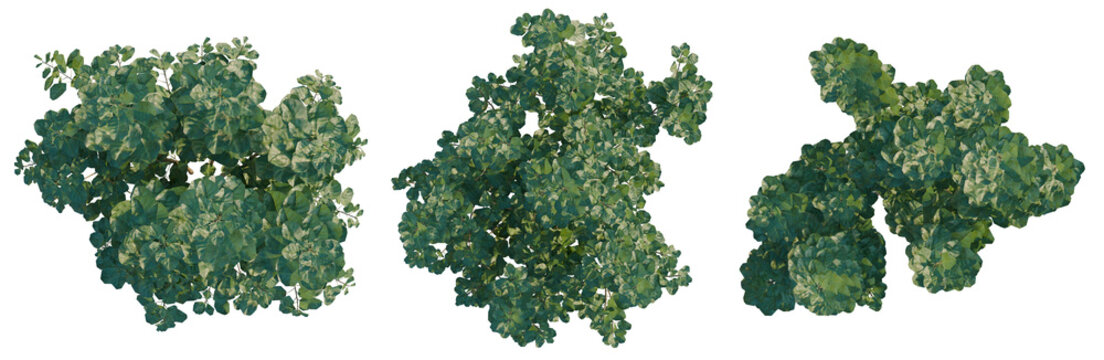 Cotinus coggygria tree plan, top view, cutout, transparent background, isolate, Three Green Shrubs - Digital Asset for Landscape Design and Game Development