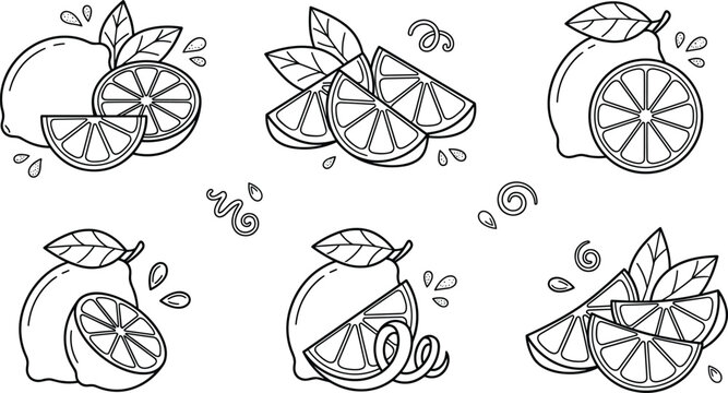 Fresh lemon and lime citrus fruit vector line art icon set for juice beverage branding design