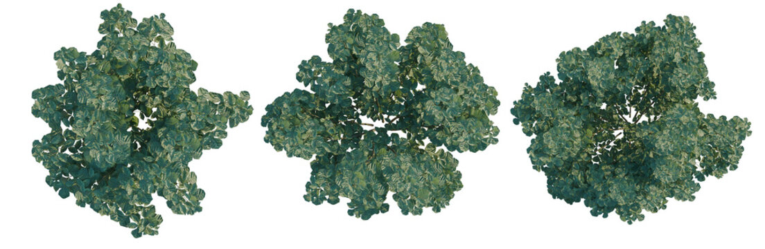 Rhus aromatica tree plan, top view, cutout, transparent background, isolate, Three Green Trees - Set of Three Pine Trees for Landscape Design and Game Assets