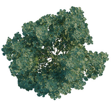Rhus aromatica tree plan, top view, cutout, transparent background, isolate, Detailed aerial view of a lush green tree with intricate leaf details on black background