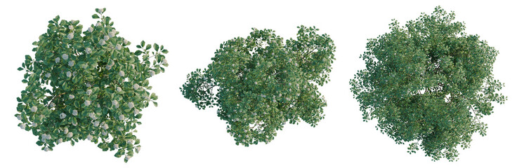 Naklejka premium Viburnum dentatum tree plan, top view, cutout, transparent background, isolate, Three Lush Green Bushes with Blooming Flowers - Perfect for Landscape Design Elements