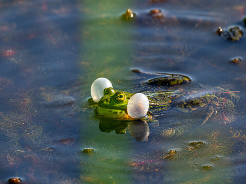 Close-up of marsh frog croaking with inflated vocal sacs in pond