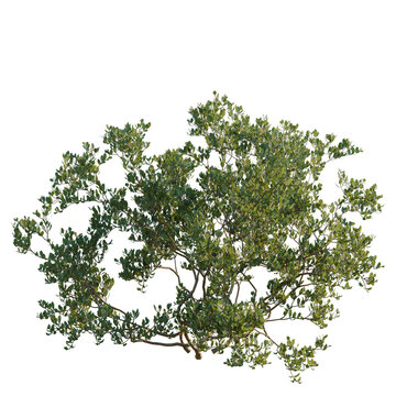 Arctostaphylos densiflora tree, elevation, front view, cutout, transparent background, isolate, Evergreen Shrub with Dense Foliage - High Resolution PNG for Landscape Design and Nature Scenes