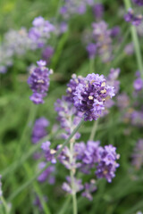 Fototapeta premium Purple Lavender Flowers Blooming Closeup