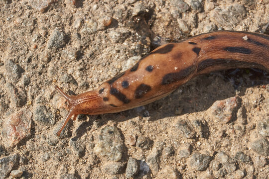 A great slug (lat. Limax maximus) is crawling along the garden path. The great slug or the great leopard slug is a terrestrial gastropod mollusk of the order pulmonary snails of the family Limacidae.