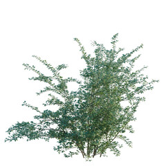 Obraz premium Cotoneaster franchetii tree, elevation, front view, cutout, transparent background, isolate, Vibrant Green Shrubbery with Detailed Foliage - Perfect for Landscape Design and Natural Elements