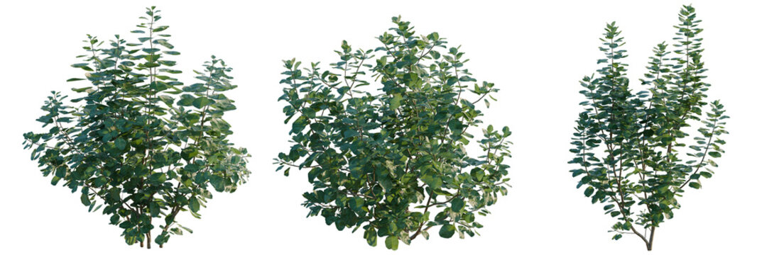 Cotinus coggygria tree, elevation, front view, cutout, transparent background, isolate, Three Lush Green Bushes - Perfect for Landscape Design, Gardening, or Decorative Elements
