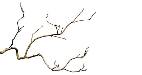 Dry branches, white background, png © Design Zone