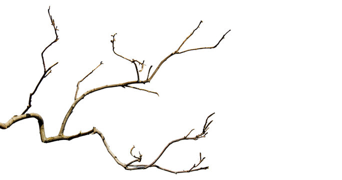 Dry branches, white background, png
