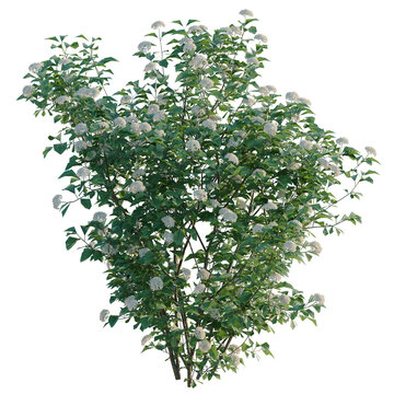 Viburnum dentatum tree, elevation, front view, cutout, transparent background, isolate, Viburnum opulus shrub with blooming flowers on a transparent background - perfect for design