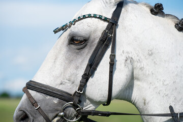  Detailed macro view of a grey horse eye and leather equestrian equipment. Close up profile portrait of a white horse with a decorated bridle and braided mane. Elegant Andalusian stallion   © alan
