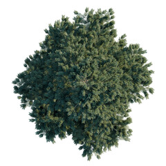 Abies concolor tree plan, top view, cutout, transparent background, isolate, Detailed aerial view of a lush green coniferous tree with intricate branch detail. © DH Tree Stock