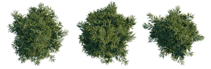 Obraz premium Larix decidua tree plan, top view, cutout, transparent background, isolate, Three Green Trees with Alpha Channel - Perfect for Landscape Design and Digital Art Projects