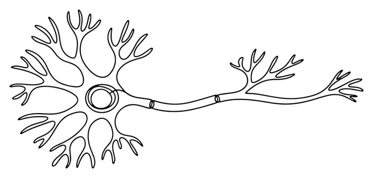 Neuron nerve cell biological anatomy minimalist continuous one line drawing