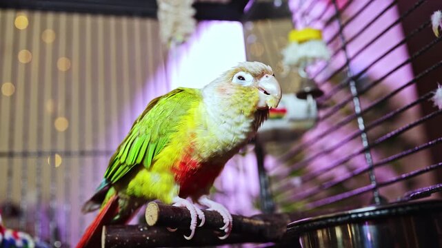 A parrot with green feathers and a red belly is perched on a stick inside its cage. The room is filled with soft lights in the background, creating a warm atmosphere.