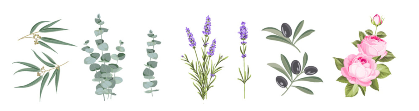 Set of aromaticas herbs elements. Collection of eucalyptus, lavender