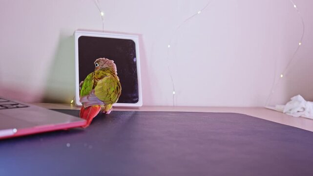 A green and yellow parrot is perched on a dark table. It looks away from a laptop and faces a blank wall. Soft lights are visible in the background.