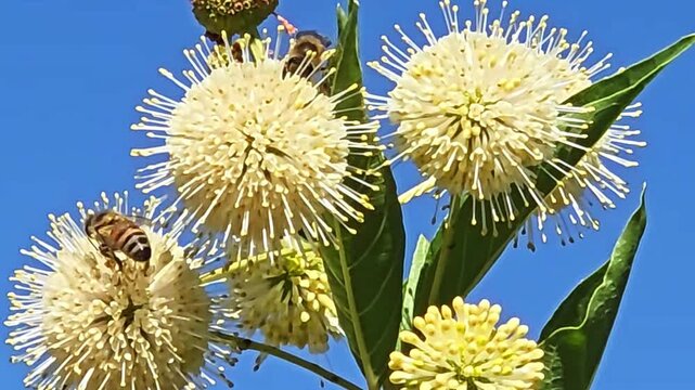 Buttonbush flowers with foraging honeybees in Tucson, Arizona