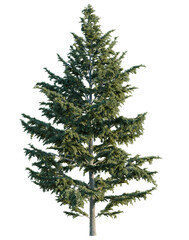 Cedrus libani tree, elevation, front view, cutout, transparent background, isolate, Detailed Evergreen Tree with Clear Background - Ideal for Design & Landscape Compositions © DH Tree Stock