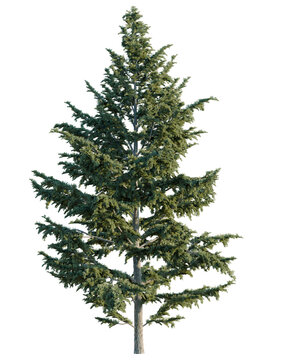 Cedrus libani tree, elevation, front view, cutout, transparent background, isolate, Detailed Evergreen Tree with Clear Background - Ideal for Design & Landscape Compositions