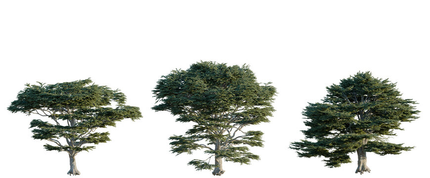 Cedrus libani tree, elevation, front view, cutout, transparent background, isolate, Three Realistic Trees with Detailed Foliage - Ideal for Landscape Design & Architectural Visualization