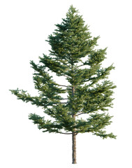 Larix kaempferi tree, elevation, front view, cutout, transparent background, isolate, Detailed Pine Tree with Branches - Realistic Render for Landscape Design Elements © DH Tree Stock