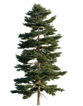 Picea rubens tree, elevation, front view, cutout, transparent background, isolate, Tall Evergreen Fir Tree with Detailed Foliage and Bark - Perfect for Nature Backgrounds