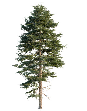 Picea rubens tree, elevation, front view, cutout, transparent background, isolate, Tall Evergreen Tree with Detailed Bark Texture on Black Background for Graphic Design Elements