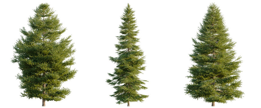 Picea rubens tree, elevation, front view, cutout, transparent background, isolate, Three Evergreen Trees with Alpha Channel - Perfect for Landscape Design & Digital Art Projects
