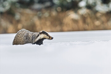 European badger Meles meles walking alone through deep snow in winter © michal