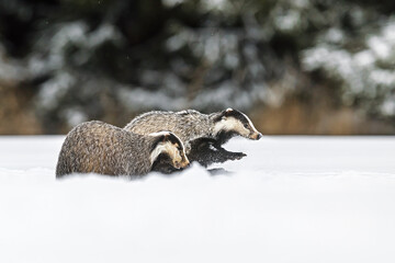 European badgers Meles meles running together across deep snow in winter © michal