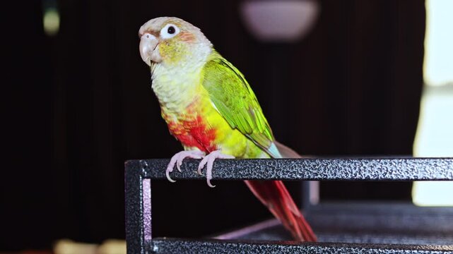 A parrot stands on a black shelf inside a house. The bird has colorful feathers with green, yellow, and red. The setting shows a simple home environment with dark curtains.