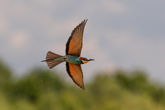 European Bee-eater Merops apiaster sweeps above meadow edge with brilliantly illuminated wings