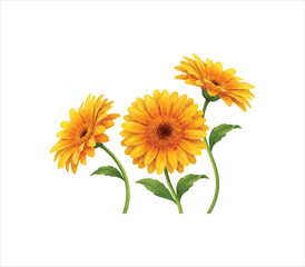 Obraz premium Three yellow daisies with green stems and leaves isolated on white background