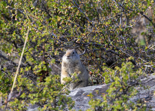 Uinta Ground Squirrel in Yellowstone National park Wyoming