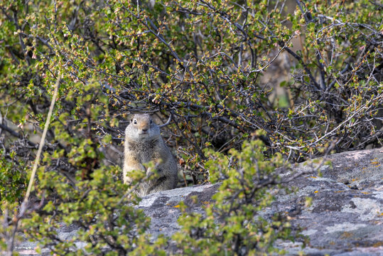 Uinta Ground Squirrel in Yellowstone National park Wyoming