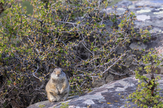 Uinta Ground Squirrel in Yellowstone National park Wyoming