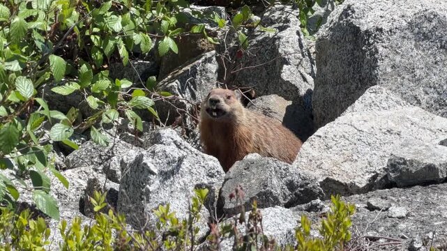 Canadian groundhogs frolic among the stones, showcasing their curious nature in a vibrant landscape filled with greenery and sunshine