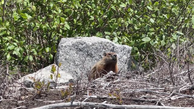 Canadian groundhogs playfully roam among rocks and greenery. Feel the joy of nature as they emerge from hibernation to enjoy sunny days