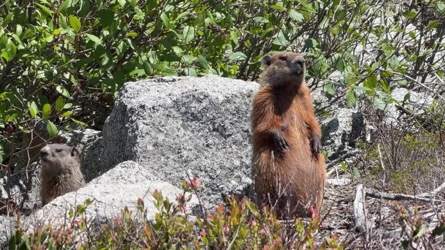 A pair of lively Canadian groundhogs frolic among the lush greenery. They stand alert among the rocks, sensing their surroundings and enjoying the sunny day