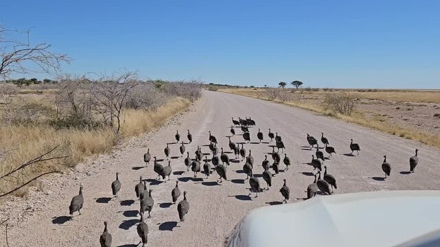 A flock of Helmeted Guineafowl (Numida meleagris) at road in front of the car, in Etosha National Park, Namibia, Africa