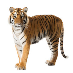 Obraz premium Majestic Tiger with Orange and Black Stripes Standing Proudly Isolated on Transparent Background PNG – Powerful Wild Predator Cutout