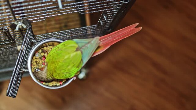A parrot with bright green and red feathers is taking a break from playing to eat from a food bowl attached to its cage. The setting is indoors with wooden flooring and a cage structure.