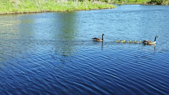 Two adult geese move through a pond while a line of goslings follows closely behind them. The scene shows clear water and green areas around the pond.