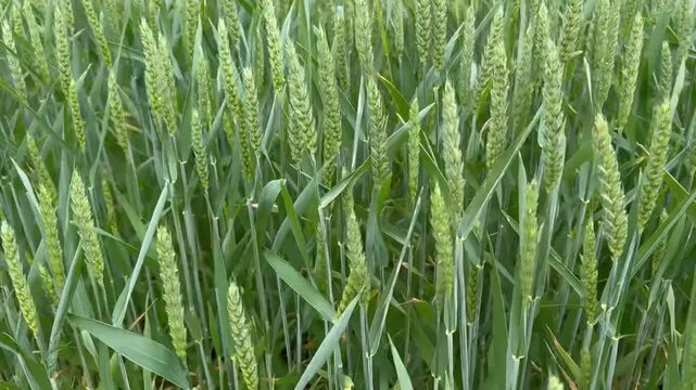 gr&uuml;ne Weizenen&auml;hren auf dem Feld, l&auml;ndliche Szenerie